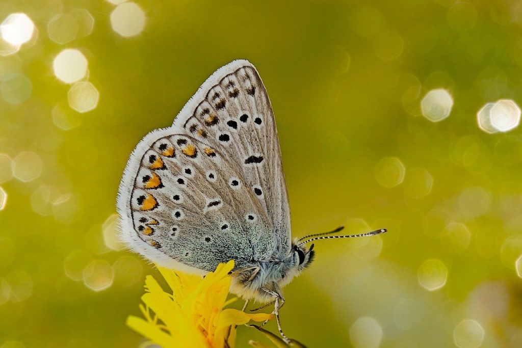 common blue, butterfly, flower-6126462.jpg